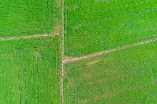 Landschaft Luftbild Von Reisplantage Feld Grün Reis Hintergrund — Stockfoto