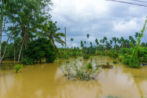 Záplavy Vody Venkovské Plantáži Thajsko — Stock fotografie