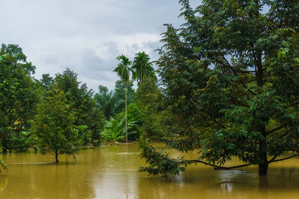 Acqua Inondazione Nelle Piantagioni Rurali Thailandia — Foto Stock