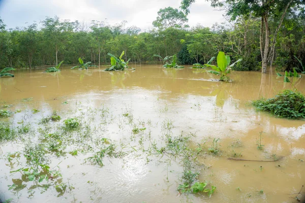 Acqua Inondazione Nelle Piantagioni Rurali Thailandia — Foto Stock