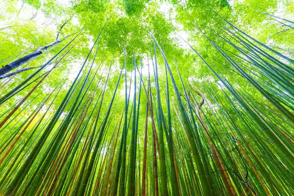 Fundo Verde Floresta Bambu Arashiyama Kyoto Japão — Fotografia de Stock