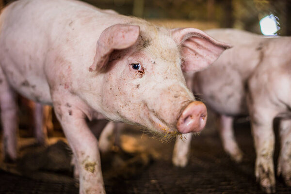 Little piglets inside of animal breeding farm, Swines in stall