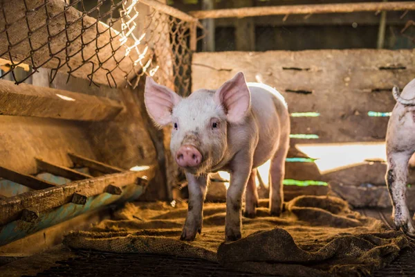 Little piglet inside of animal breeding farm, Swine in stall