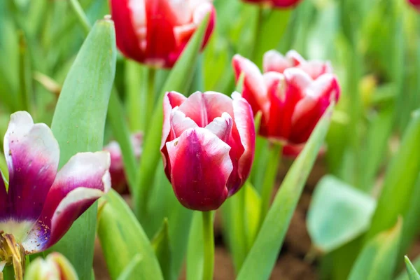 Barevné Čerstvé Tulipánové Květy Botanické Zahradě — Stock fotografie