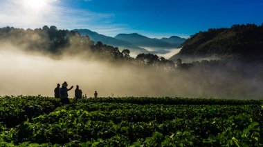 Sabahleyin Dağ Tepesi 'ndeki çilek tarlası, tarım endüstrisi.