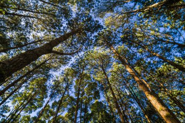 Çam ağacı ormanı arka planda güneşli gün mavi gökyüzü