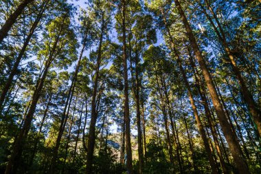 Çam ağacı ormanı arka planda güneşli gün mavi gökyüzü