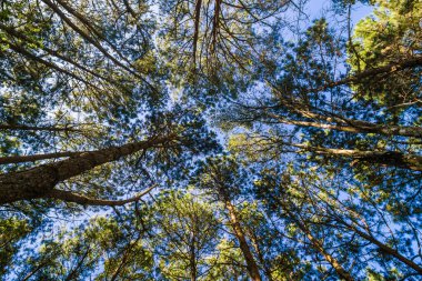 Çam ağacı ormanı arka planda güneşli gün mavi gökyüzü