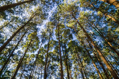Çam ormanı doğası. Dağ tepesinde mavi gökyüzü.