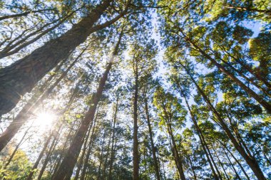 Çam ağacı ormanı arka planda güneşli gün mavi gökyüzü