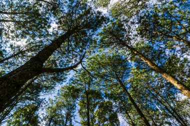 Çam ormanı doğası. Dağ tepesinde mavi gökyüzü.
