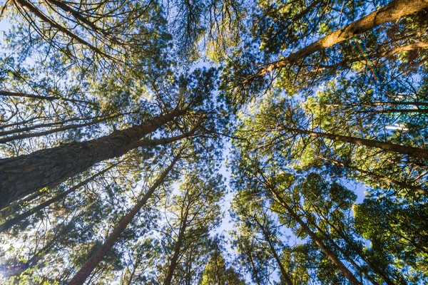 Çam ağacı ormanı arka planda güneşli gün mavi gökyüzü