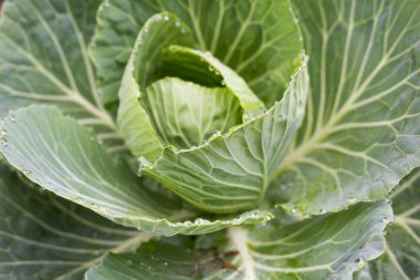 Doğa tazeliği yeşil lahana yaprağın üzerine kapanıyor.