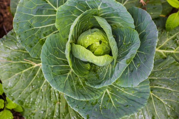 Green cabbage fresh leaf vegetable, Food industrial