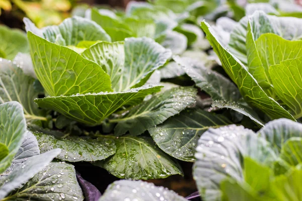 Green cabbage fresh leaf vegetable, Food industrial