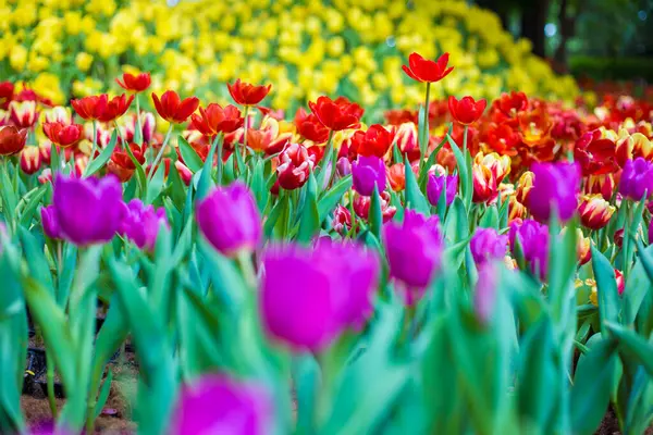 stock image Colorful tulip blossom flower green leaf background