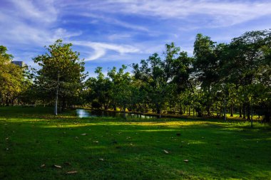 Şehir parkında gün batımında ağaçlı yeşil çimenler