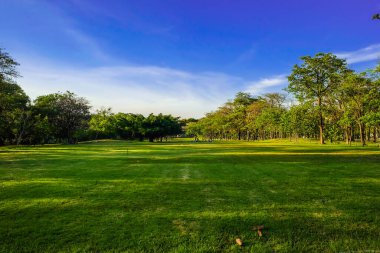 Şehir parkında gün batımında ağaçlı yeşil çimenler