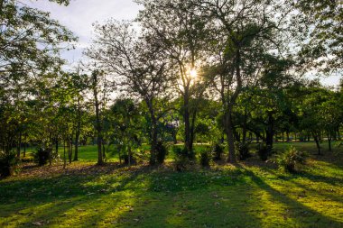 Şehir parkında gün batımında ağaçlı yeşil çimenler