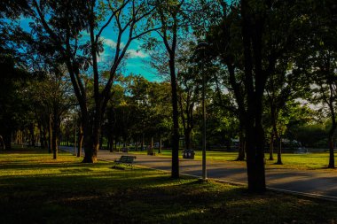 Şehir parkında gün batımında ağaçlı yeşil çimenler