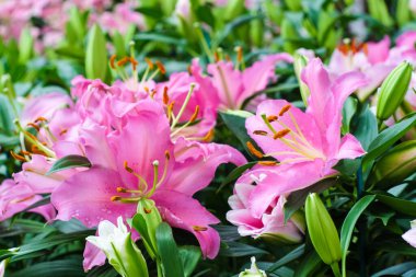 Botanik bahçesinde yeşil yapraklı güzel pembe zambak çiçeği