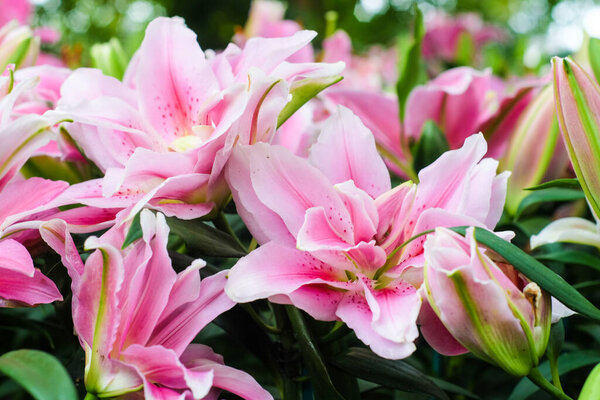 Beautiful pink lilly flower in botany garden with green leaf