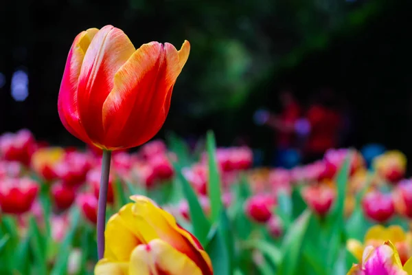 Colorful tulip blossom in botanic garden public park