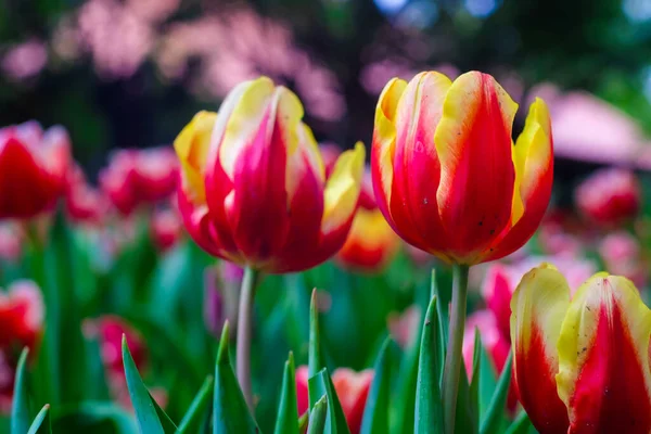 Colorful tulip blossom in botanic garden public park