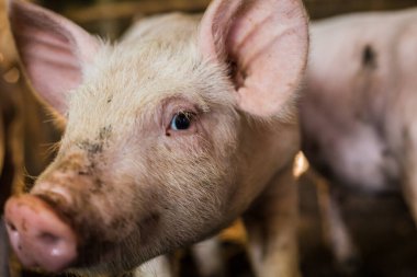 Domuzcuk evde besleniyor geleneksel çiftlik, üreyen domuz