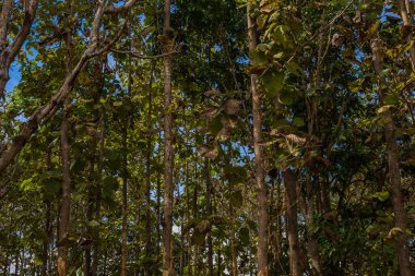 Mavi gökyüzü arka planına sahip meşe ağacı ormanı