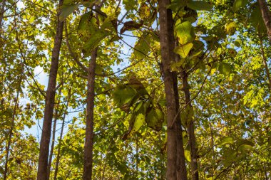 Mavi gökyüzü arka planına sahip meşe ağacı ormanı