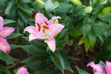 Güzel pembe Zambak çiçeği Botanik Bahçe çiçek dekorasyonu