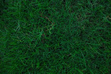 Yeşil çimlerin üst görünümü, doğa arka planı 