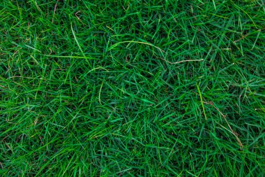 Yeşil çimlerin üst görünümü, doğa arka planı 