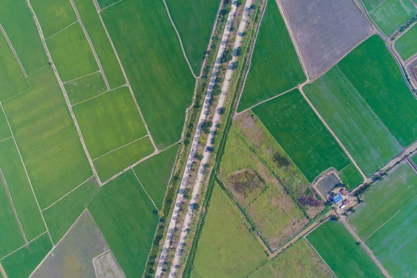 有绿稻田的乡村道路鸟瞰图 — 图库照片