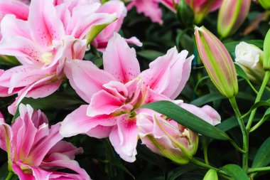 Botanik bahçesinde güzel pembe zambak çiçekleri