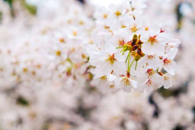 Ağaç dalında pembe sakura çiçeği, yumuşak odak