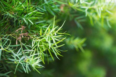 Yeşil yapraklar, çiçekli arka plan, seçici odak