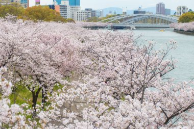 Sakura parkında nehir, Tokyo, Japonya