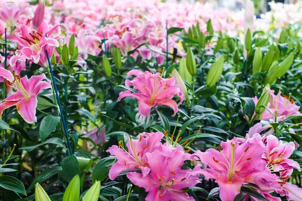 植物園の美しいピンクのユリの花 — ストック写真