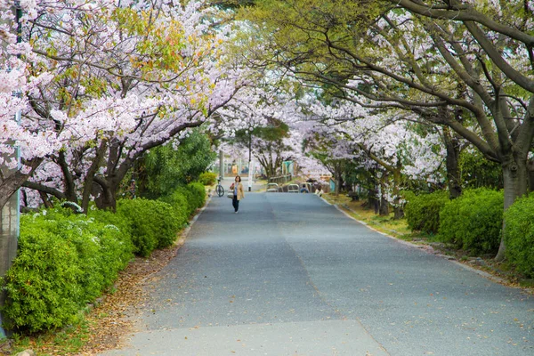Цветение Сакуры Розового Цвета Японии — стоковое фото