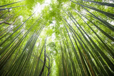Arashiyama Bambu Ormanı, Kyoto, Japonya 'nın yeşil arka planı.