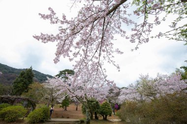 Sakura çiçeği. Japonya 'da ağaç dallarında güzel sakura çiçekleri