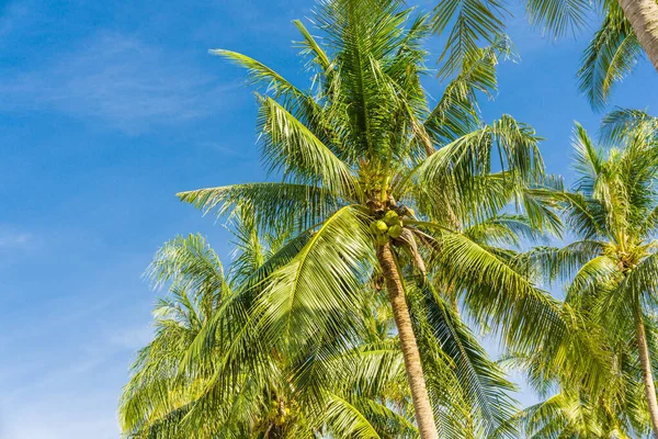夏休みに対する海岸の緑のココナッツの木 — ストック写真