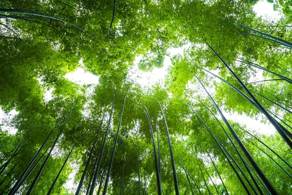 stock image Green background of Arashiyama Bamboo Forest, Kyoto, Japan.