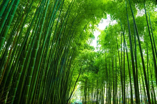 嵐山竹林のグリーンバック — ストック写真