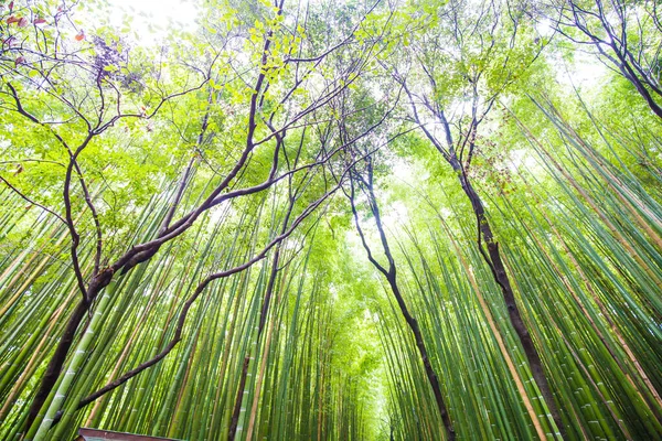 日本京都荒山竹林的绿色背景 — 图库照片