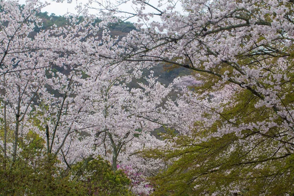 Цветок Сакуры Красивые Цветы Сакуры Ветвях Деревьев Японии — стоковое фото