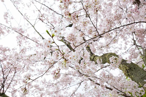 Άνθος Σακούρα Όμορφα Λουλούδια Σακούρα Κλαδιά Δέντρων Στην Ιαπωνία — Φωτογραφία Αρχείου