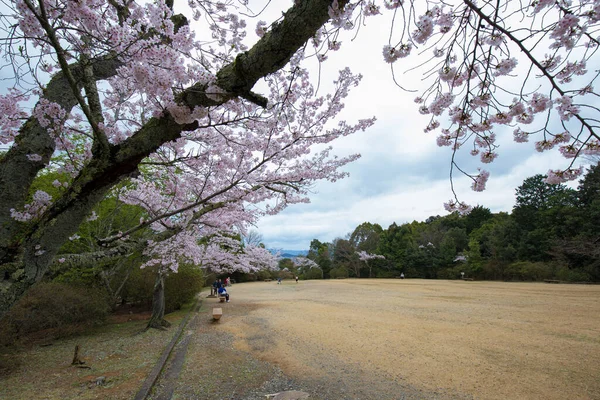 사쿠라 일본의 가지에 아름다운 사쿠라 — 스톡 사진